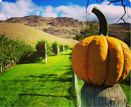 Horsting's Farm Pumpkin Patch Horsting's Farm Pumpkin Patch