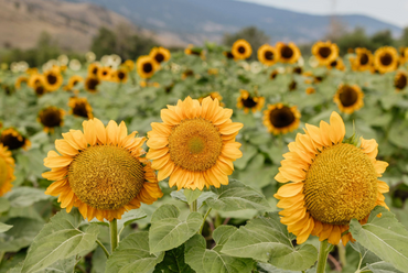 Flower U-Pick