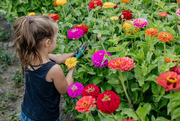 Flower U-Pick