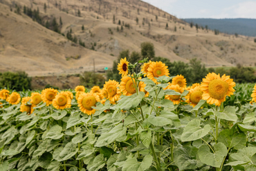 Flower U-Pick